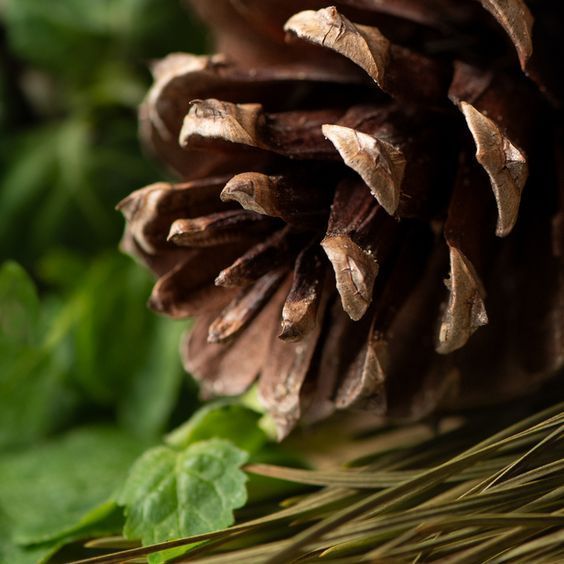 Sugar Pine and Patchouli1 фото