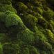 00Oakmoss and Amber5345 фото 1