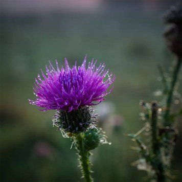 Meadow Thistle 10гр Meadow Thistle10 фото