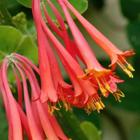 Wild Honeysuckle1 фото
