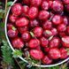 Cranberry Woods10 фото 1