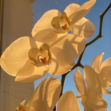 Віддушка для свічок Орхідея 10гр candleorchid10 фото