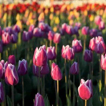 Tulip Fields 30г Tulip Fields30 фото