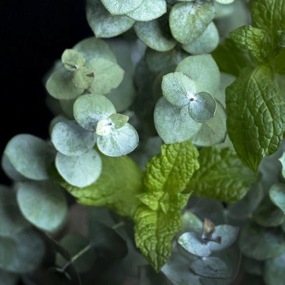 Peppermint and Eucalyptus1 фото