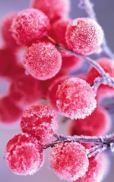 WINTER BERRIES10 фото