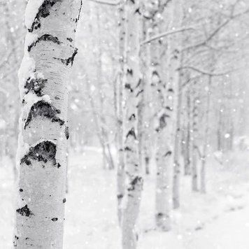 Woodland Snow (Лісовий сніг) 10г 0000046 фото