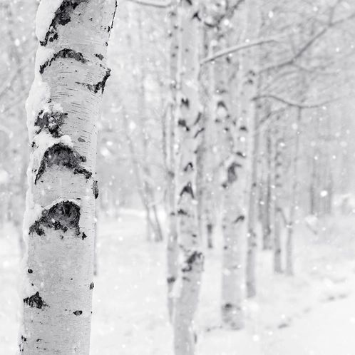 Woodland Snow 01 фото