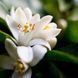 Neroli and White Jasmine (Неролі і білий жасмин) 10гр 700417 фото 2