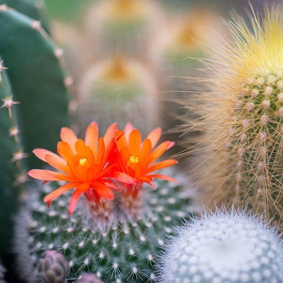 Cactus Flower and Jade1 фото