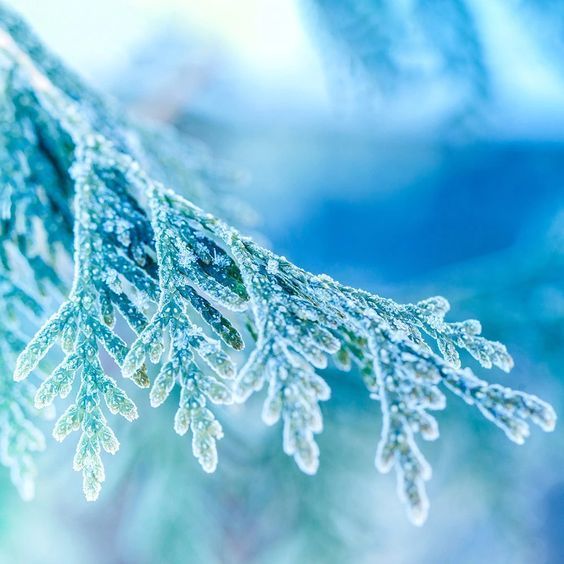 Frosted Juniper10 фото