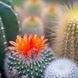 Cactus Flower and Jade1 фото 2
