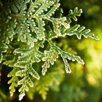 Cypress and Bayberry1 фото