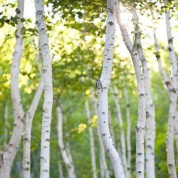White Birch 10гр White Birch10 фото