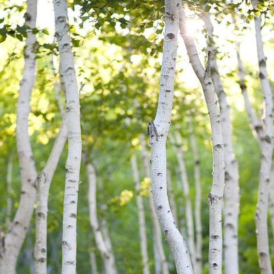 White Birch 10гр White Birch10 фото