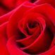800564 фото 1