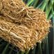 Vetiver1 фото 2