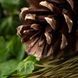 Sugar Pine and Patchouli1 фото 1