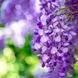 Wisteria Vines1 фото 1