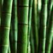Himalayan Bamboo10 фото 2