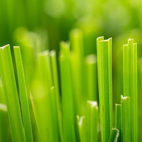 Fresh Cut Grass 10г 0065382 фото