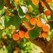 00Apricot Grove01 фото 1