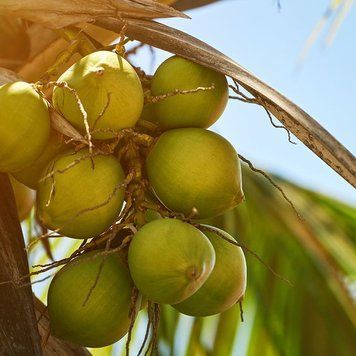 Coconut Soleil 1oz в оригінальній плашці 00Coconut Soleil 1 фото
