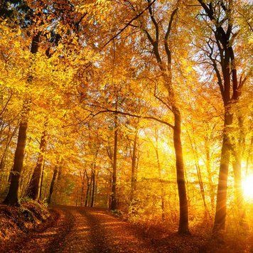 Autumn Glow 10гр 0000265 фото