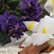 White Orris and Sandalwood1 фото 1