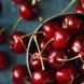Black Cherry Merlot 10г 0000058 фото 1