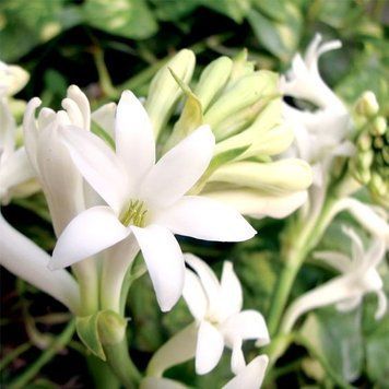 Gardenia Tuberose 1oz в оригінальній плашці Gardenia Tuberose1 фото