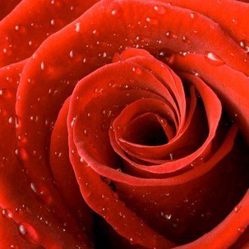 Rose 50г Rose50 фото
