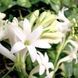 Gardenia Tuberose1 фото 1