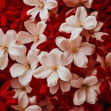 Arabian Jasmine10 фото