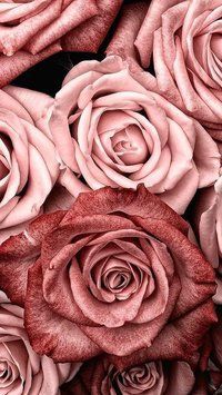 Rose Honey and Geranium10 фото