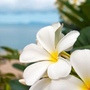 Seaside Plumeria 10гр 00Seaside Plumeria фото