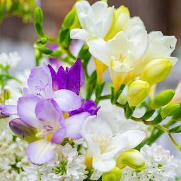 Freesia and Lilac 10г Freesia and Lilac10 фото