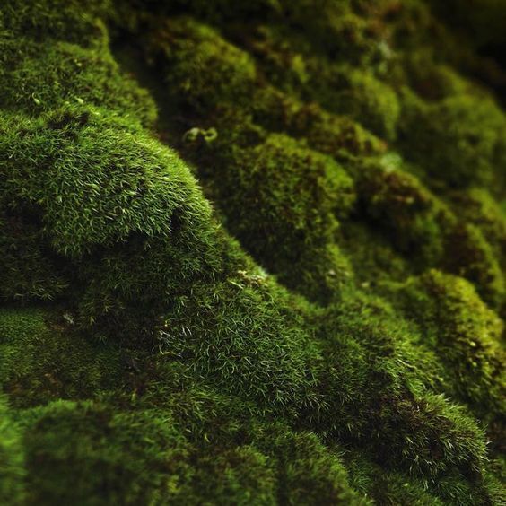 Oakmoss and Amber 10гр 0000167 фото