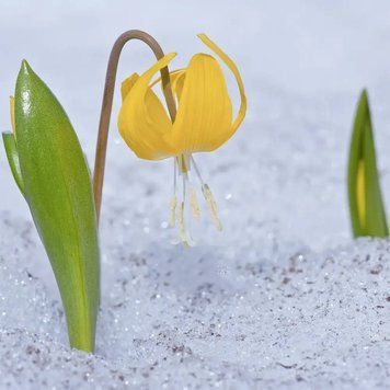 GlacierLily1 фото