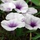 Moonflower Nectar10 фото 1