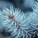 Blue Spruce1 фото 1