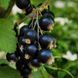 Black Currant and Jasmine 10гр Black Currant and Jasmine фото 2