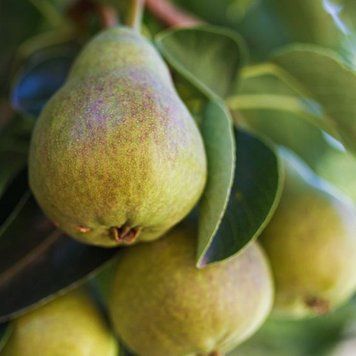 Orchard Pear 10гр Orchard Pear10 фото