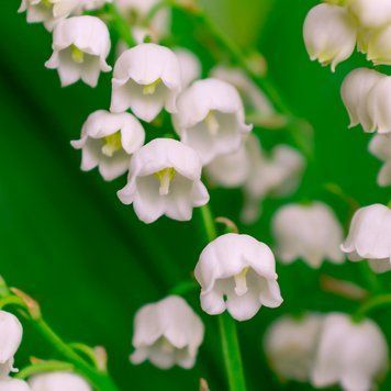 Lily of the Valley1 фото