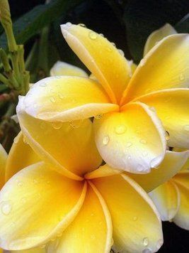 Frangipani and Lime10 фото