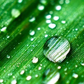 Rain Water (Дощова вода) 10гр 00Rain Water фото