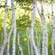 White Birch 10гр White Birch10 фото 1