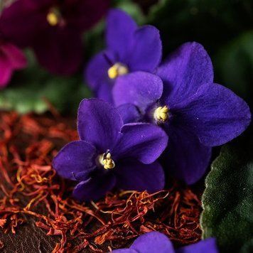 Black Violet and Saffron1 фото