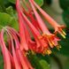 Wild Honeysuckle1 фото 1