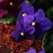 Black Violet and Saffron 1oz в оригінальній плашці Black Violet and Saffron1 фото 2