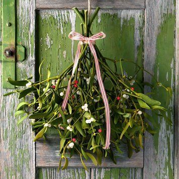 Mistletoe1 фото